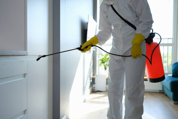 Best Best Mold Removal Companies  in Pineville, LA