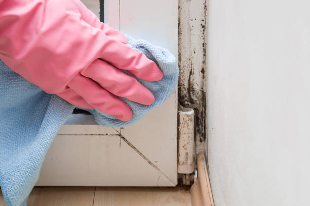 Best Mold Inspection  in Pineville, LA